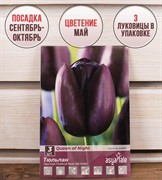 Тюльпан простой поздний Куин Оф Найт (3) - фото 58129