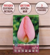 Тюльпан Биг Чиф (3) - фото 58130