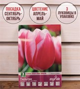 Тюльпан Лин Ван Дер Марк (3) - фото 58137