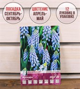 Мускари армянские (12) - фото 58139