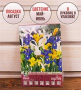 Ирис Голландский Микс (8) - фото 58140