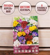 Фрезия простая микс (6) - фото 58141