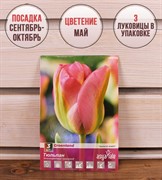 Тюльпан зеленоцветный Гроенланд (3) - фото 58142