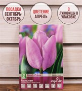 Тюльпан Кенди Принц (3) - фото 58144