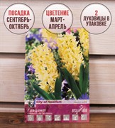 Гиацинт Сити оф Харлем (2) - фото 58147