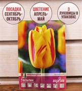 Тюльпан триумф Вашингтон (3) - фото 58160