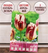 Тюльпан триумф Гранд Перфекшен (3) - фото 58161