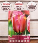 Тюльпан Пинк Импрешн (3) - фото 58163