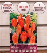 Тюльпан гибрид грейга Ориентал Бьюти (3) - фото 58167