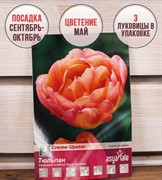 Тюльпан Крим Апстар (3) - фото 58168