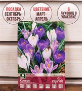 Крокус крупноцветковый микс (6) - фото 58172