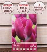 Тюльпан триумф Негрита (3) - фото 58174