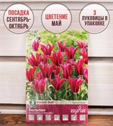 Тюльпан Перпл Долл (3) - фото 58175