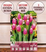 Тюльпан Шинейда Блю (3) - фото 58176