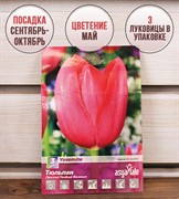 Тюльпан простой поздний Йосемит (3) - фото 58178