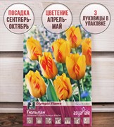 Тюльпан Олимпик Флейм (3) - фото 58179