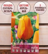 Тюльпан дарвинов гибрид Блашинг Апельдорн (3) - фото 58181