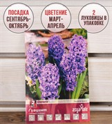 Гиацинт Остара (2) - фото 58182