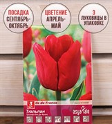 Тюльпан триумф Иль Де Франс (3) - фото 58183