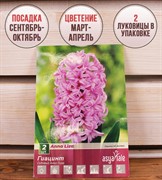 Гиацинт Анна Лиза (2) - фото 58186