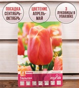 Тюльпан триумф Джимми (3) - фото 58188