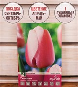 Тюльпан Оллиолес (3) - фото 58190