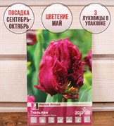 Тюльпан Пэррот Принц (3) - фото 58191