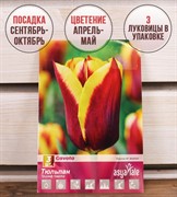 Тюльпан триумф Гавота (3) - фото 58193