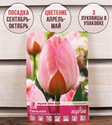 Тюльпан дарвинов гибрид Мистик Ван Эйк (3) - фото 58195