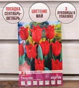 Тюльпан Притти Вуман (3) - фото 58196