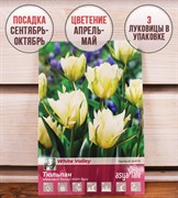 Тюльпан Уайт Вели (3) - фото 58197