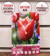 Тюльпан бахромчатый Канаста (3) - фото 58199