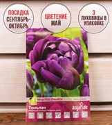 Тюльпан махровый поздний Негрита Дабл (3) - фото 58201