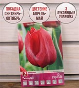 Тюльпан Седов (3) - фото 58202