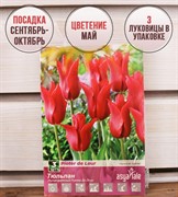 Тюльпан Питер Де Леур (3) - фото 58203