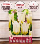 Тюльпан лилиецветный Уайт Триумфатор (3) - фото 58204