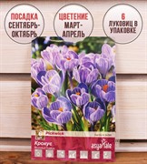 Крокус Пиквик (6) - фото 58205