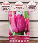 Тюльпан Перпл Принц (3) - фото 58208