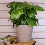 Горшок Лаура 9л фраппе - фото 58268