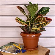 Горшок Фестона 2,1л терракот с поддоном - фото 58325