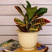 Горшок Виноград 2,25л кремовый с поддоном - фото 58326