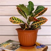 Горшок Виноград 2,25л терракот с поддоном - фото 58338
