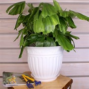 Горшок Виноград 6л белый с поддоном - фото 58348