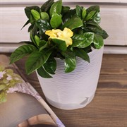 Кашпо Блюз 1,5л прозрачный - фото 58670