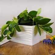 Горшок Волна 1,2л низкий белый 15х15/9см - фото 58754