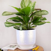 Горшок МАРГО цилиндр бел 21см 6л - фото 58767