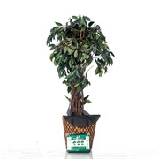 Приствольный круг Спанбонд черный 55 г/м.кв. диаметр 40 см H202-00, 10шт - фото 59080