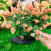 Приствольный круг Спанбонд черный 55 г/м.кв. диаметр 60 см H202-01,  10шт - фото 59103