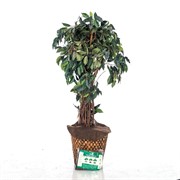 Приствольный круг Геотекстиль 350 г/м.кв. диаметр 40 см H202-05, 3шт - фото 59663