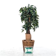 Лента для защиты стволов деревьев Джут 260 г/м.кв. 20*300 см H202-26 - фото 59683